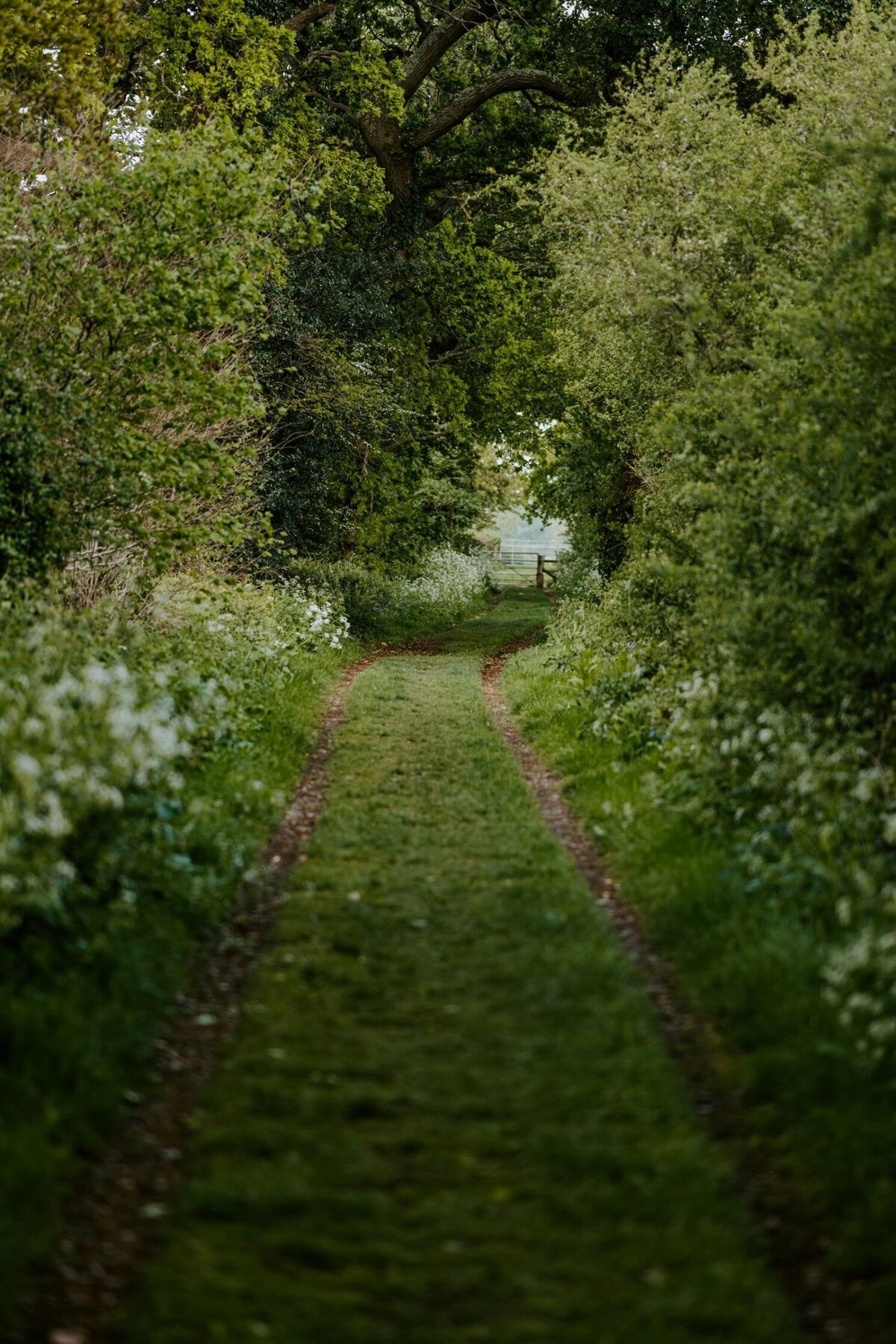 A serene grass trail winding through the English countryside, framed by a sea of delicate white wildflowers and lush green trees. The scene exudes tranquility and natural beauty, evoking a peaceful rural escape.