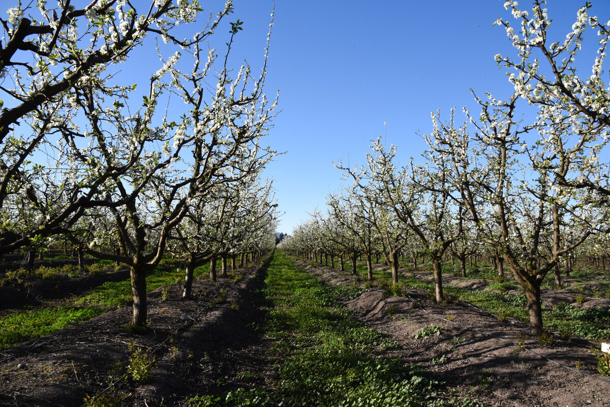 DSC_2911 (1)