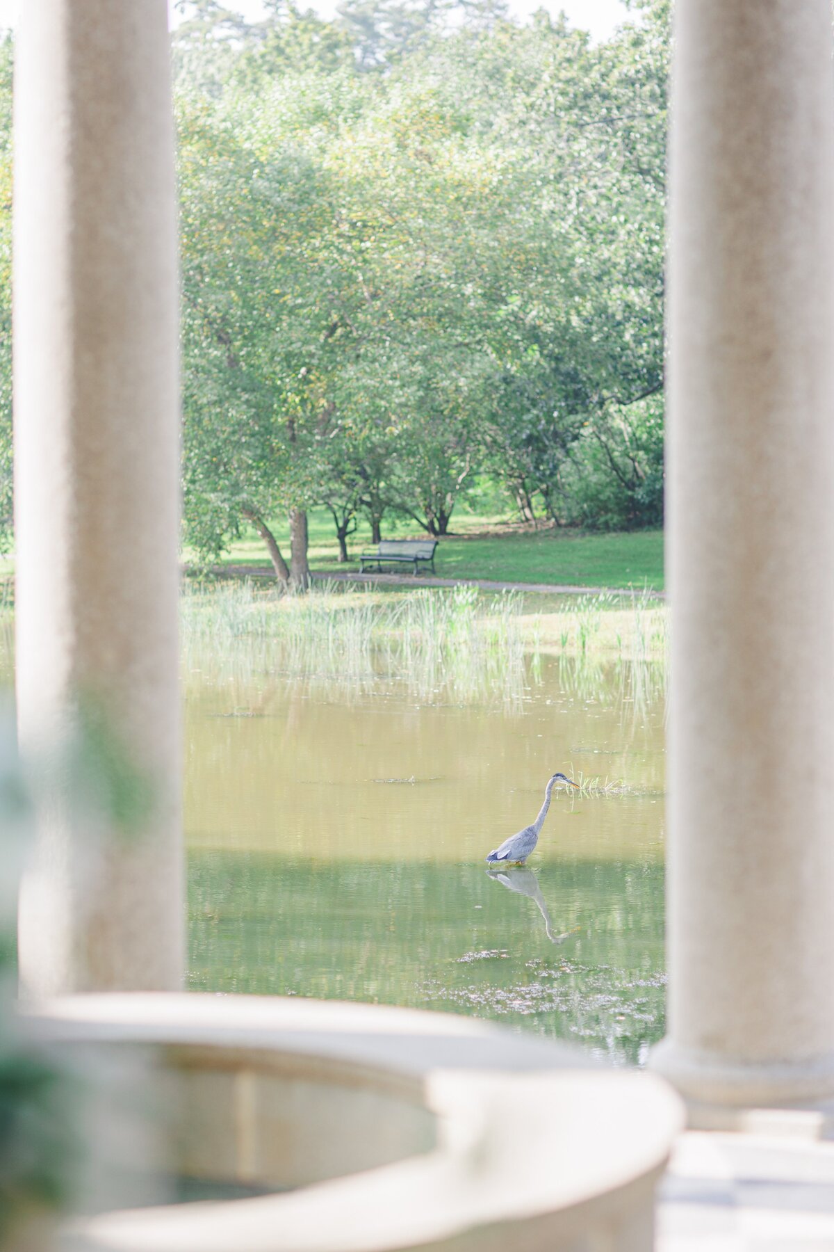 Blue heron at Larz Anderson Park