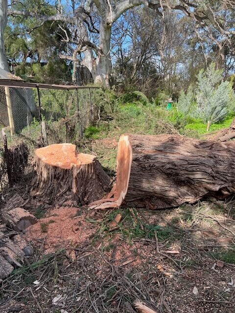 Evergreen Tree Services SA-Rural Property Tree Removal-001