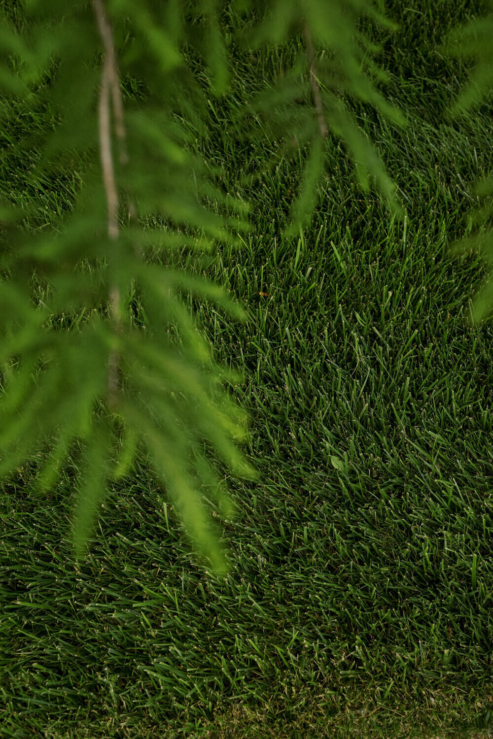 green-fescue-underneath-pine-tree