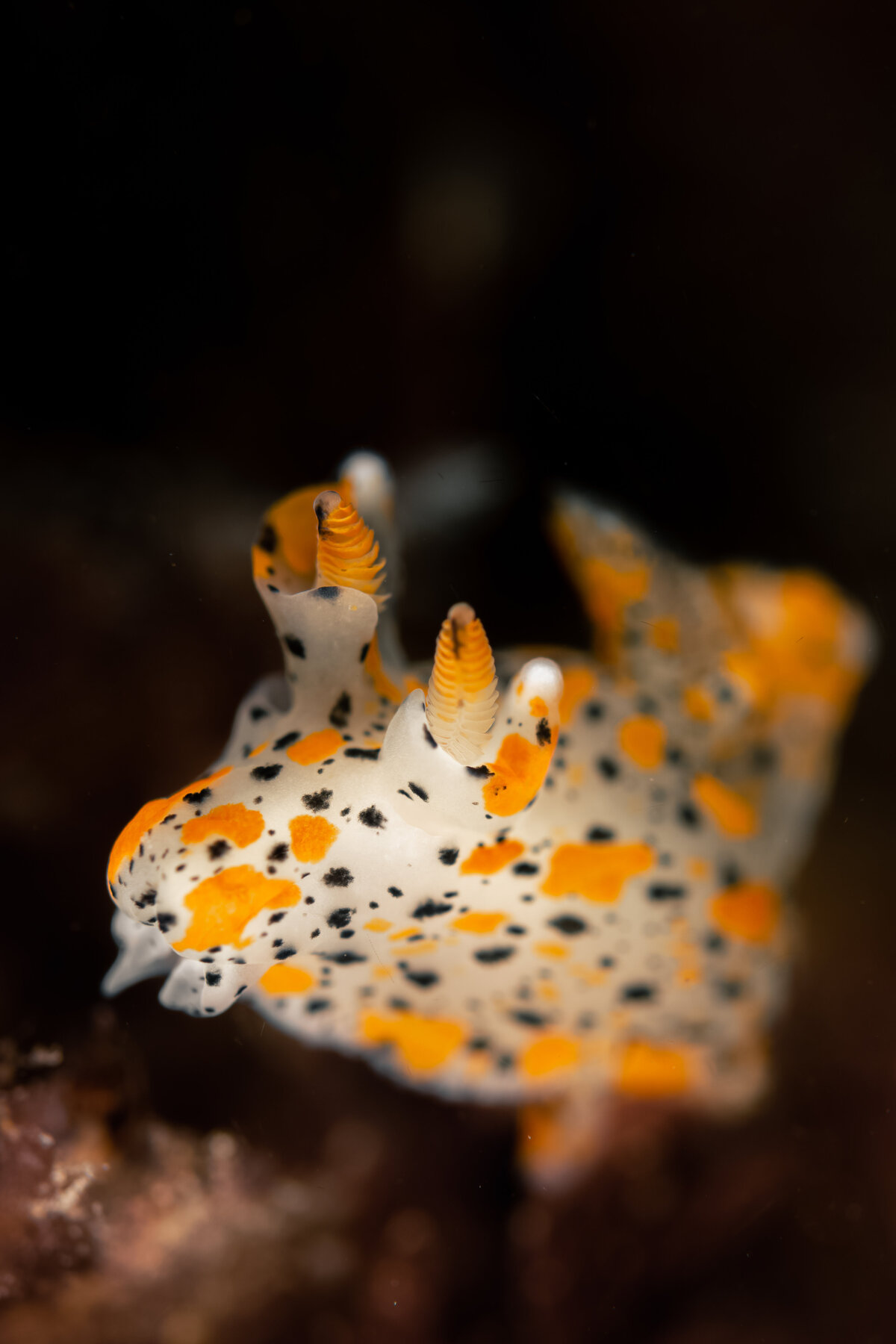29042022-DSC_8745