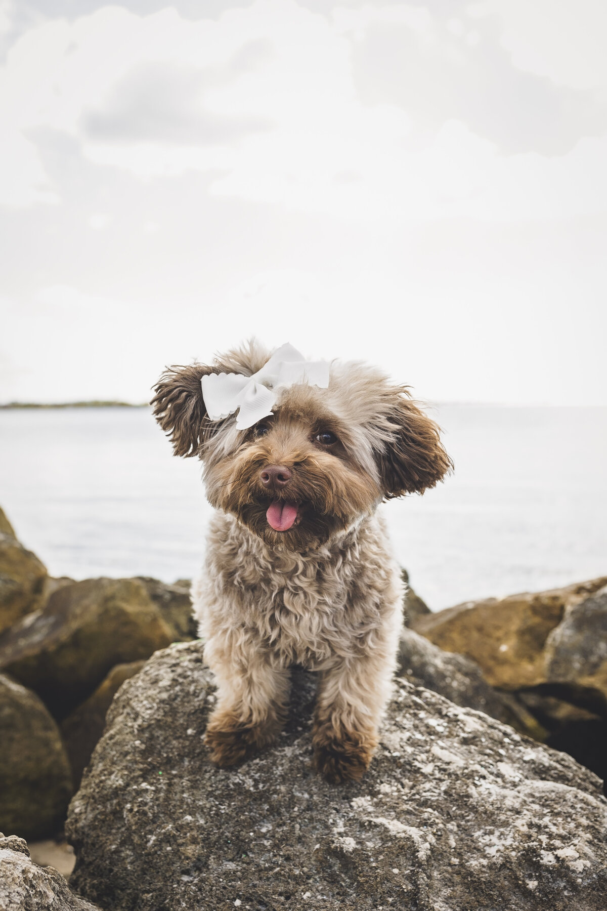 JessicaShawPhotoButtercup_JessicaShawPhotographyDogPhotographyTampaFlorida
