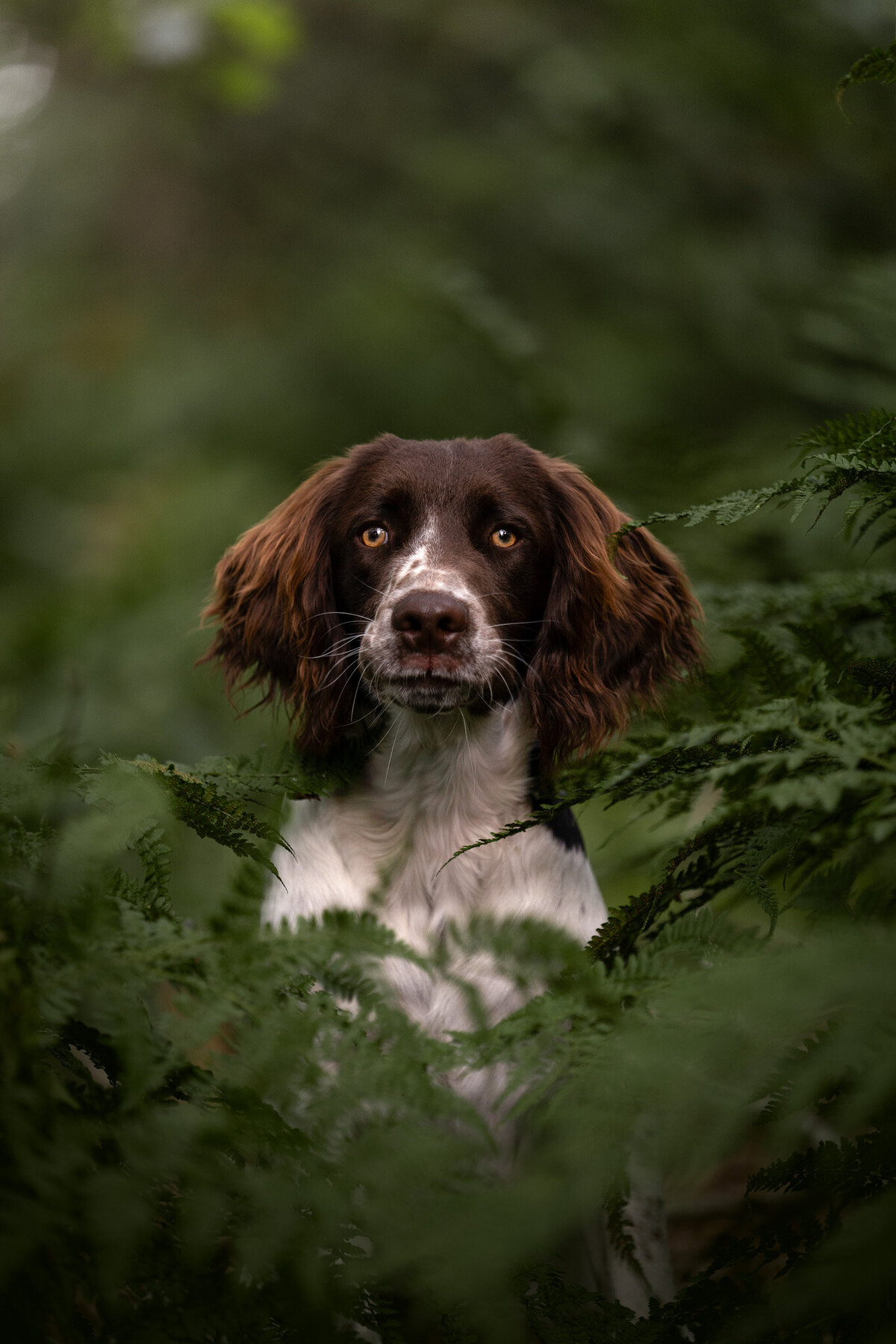 Hondenportret-Limburg-2
