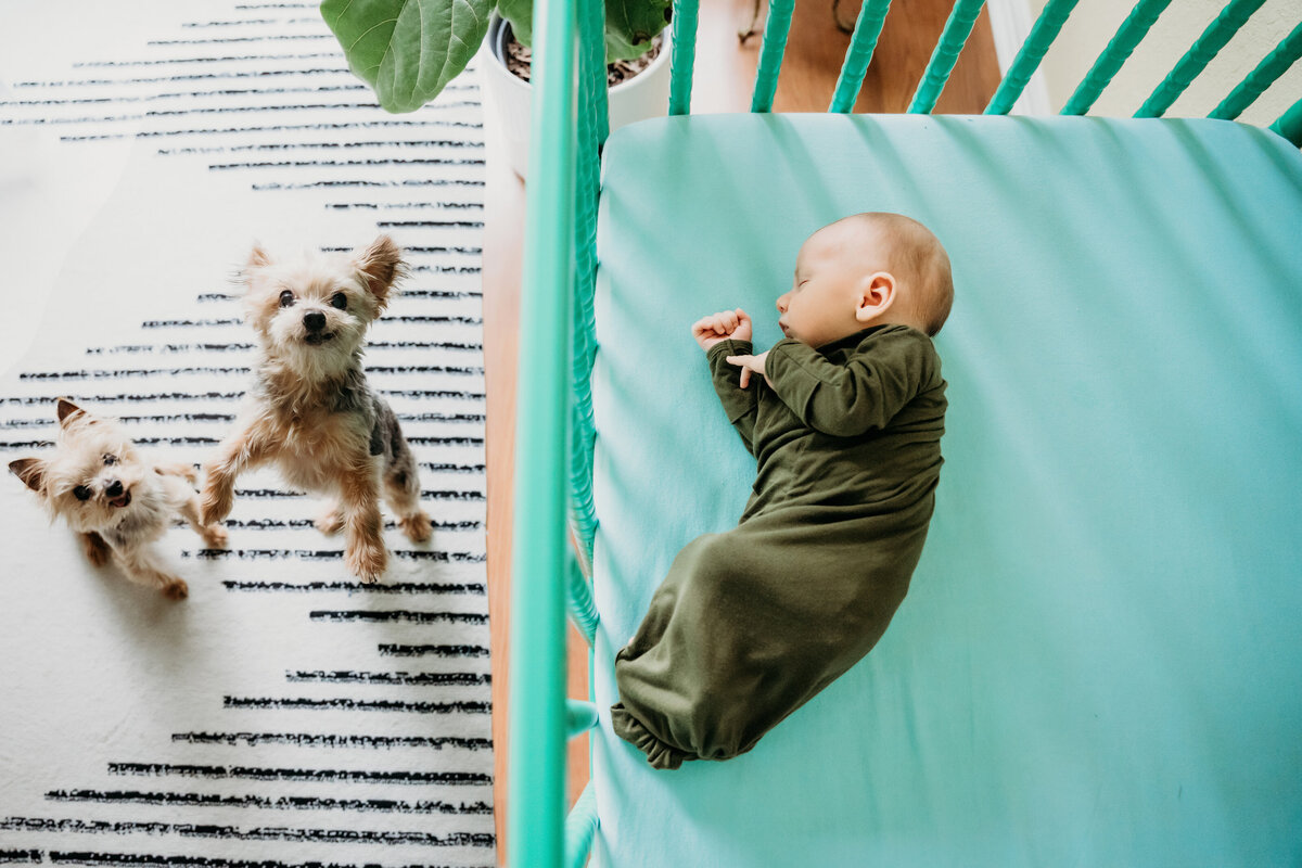 Newborn Photographer, a baby lays sleeping in a crib as tow puppies sit near by