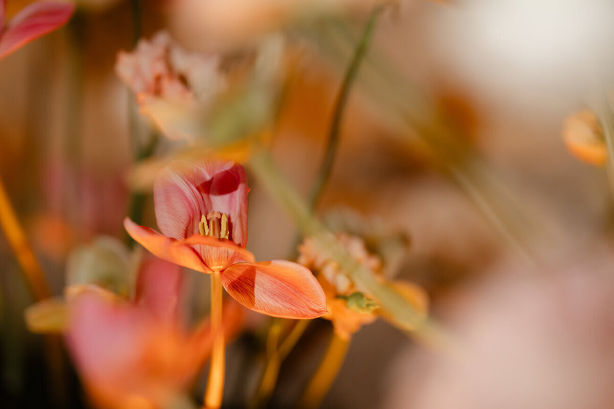 Chateau_Malliac_wedding_photography-228