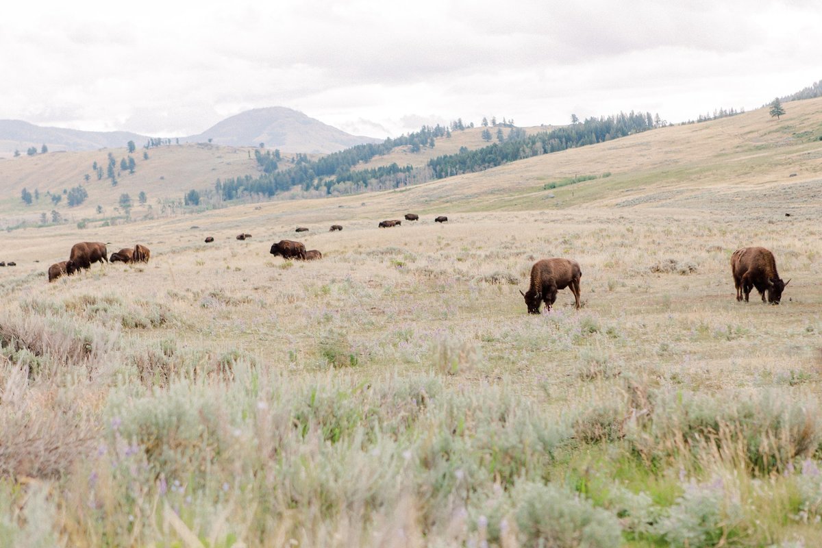 heard of buffalo in yellowstone national park