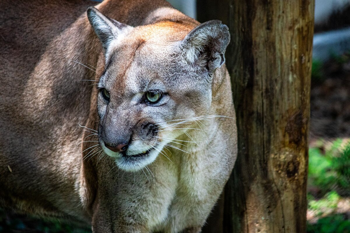 cougar-snarl-f99e5559-2500