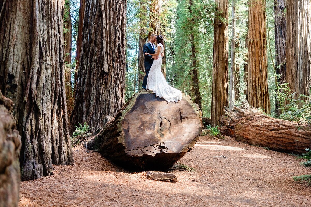 A bride and groom stand on top of a fallen Redwood tree on their elopement day.