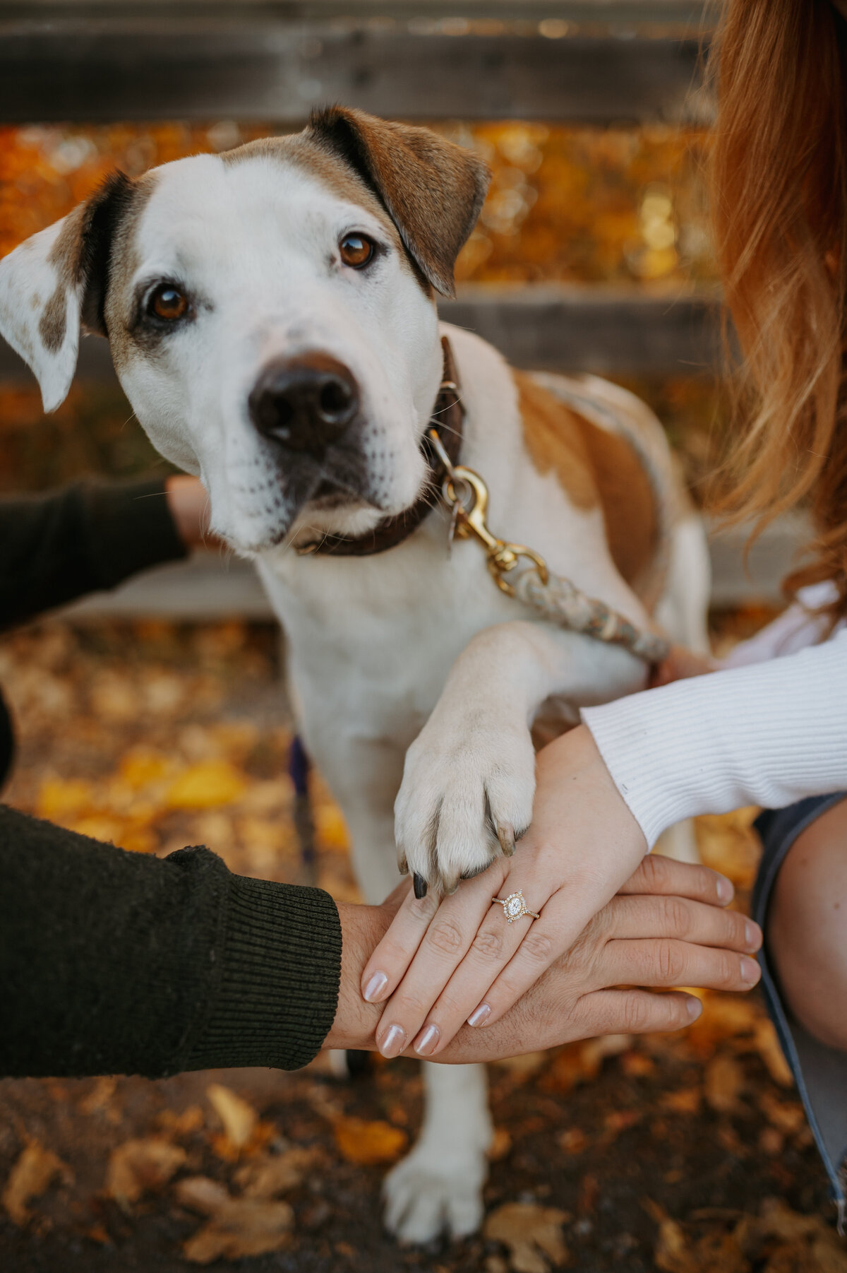 Photograph of beautiful engagement ring and dog putting it's hand on hers