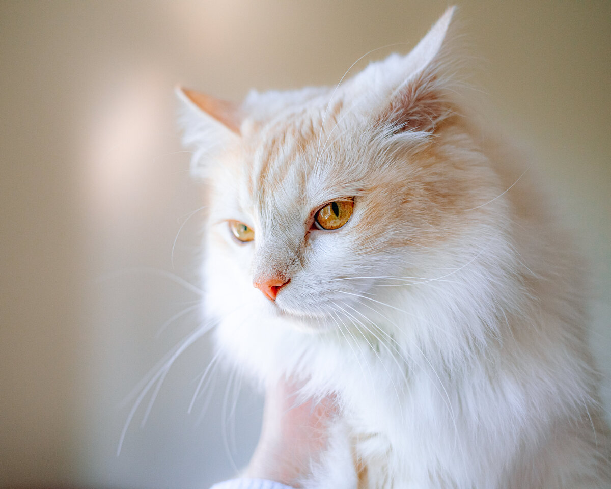 CMP_3626F