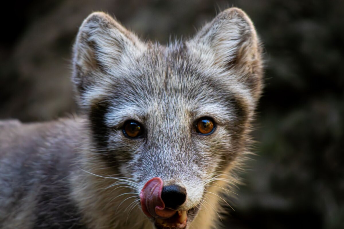 Arctic_Fox_Up_Close_Tongue-c5b80ee1-2500