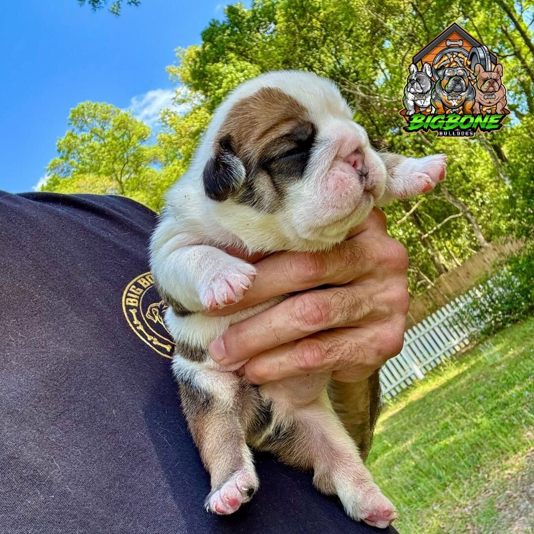 fawn eb pup