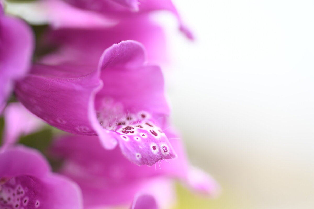 May garden - 273