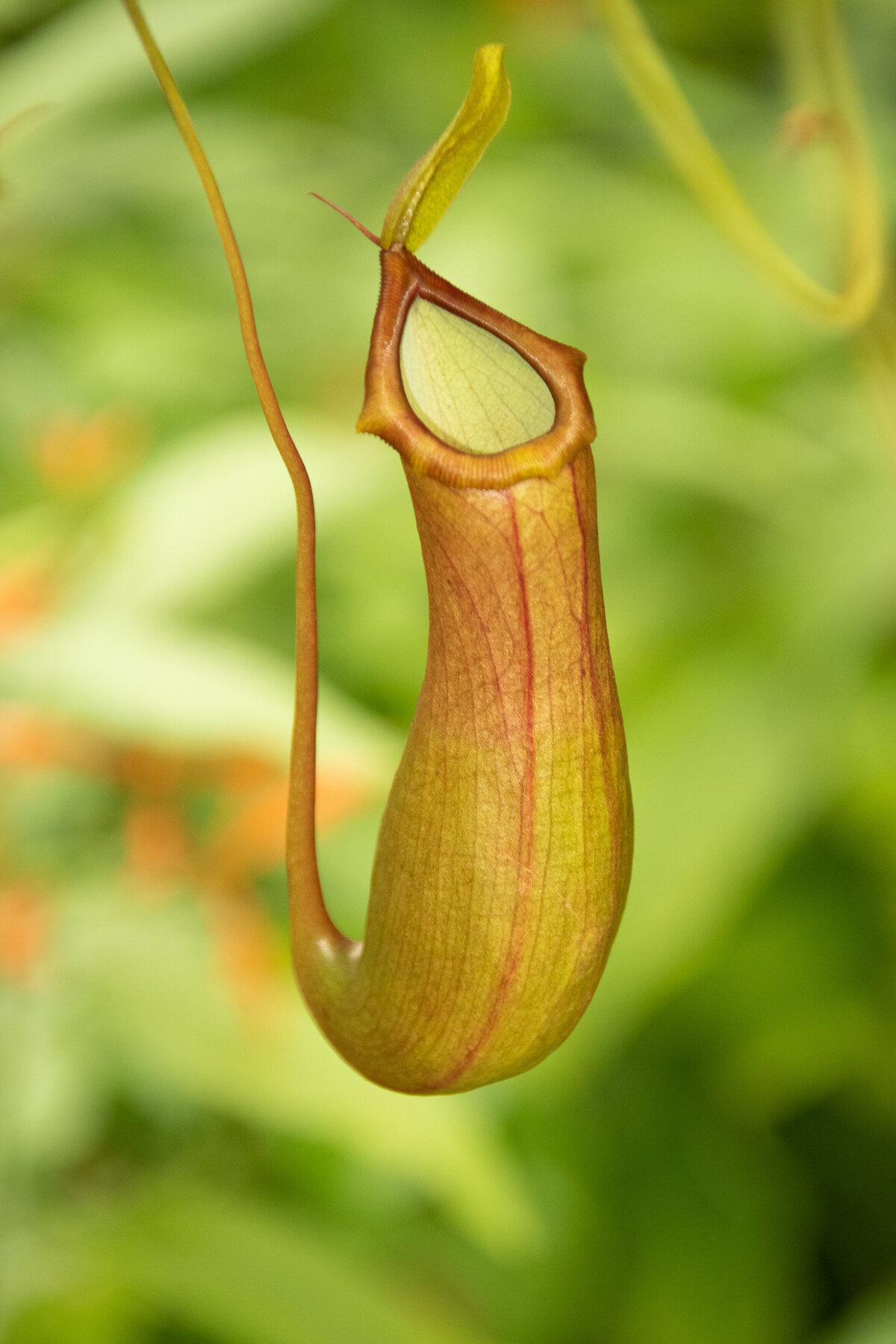 pitcher_plant_8068