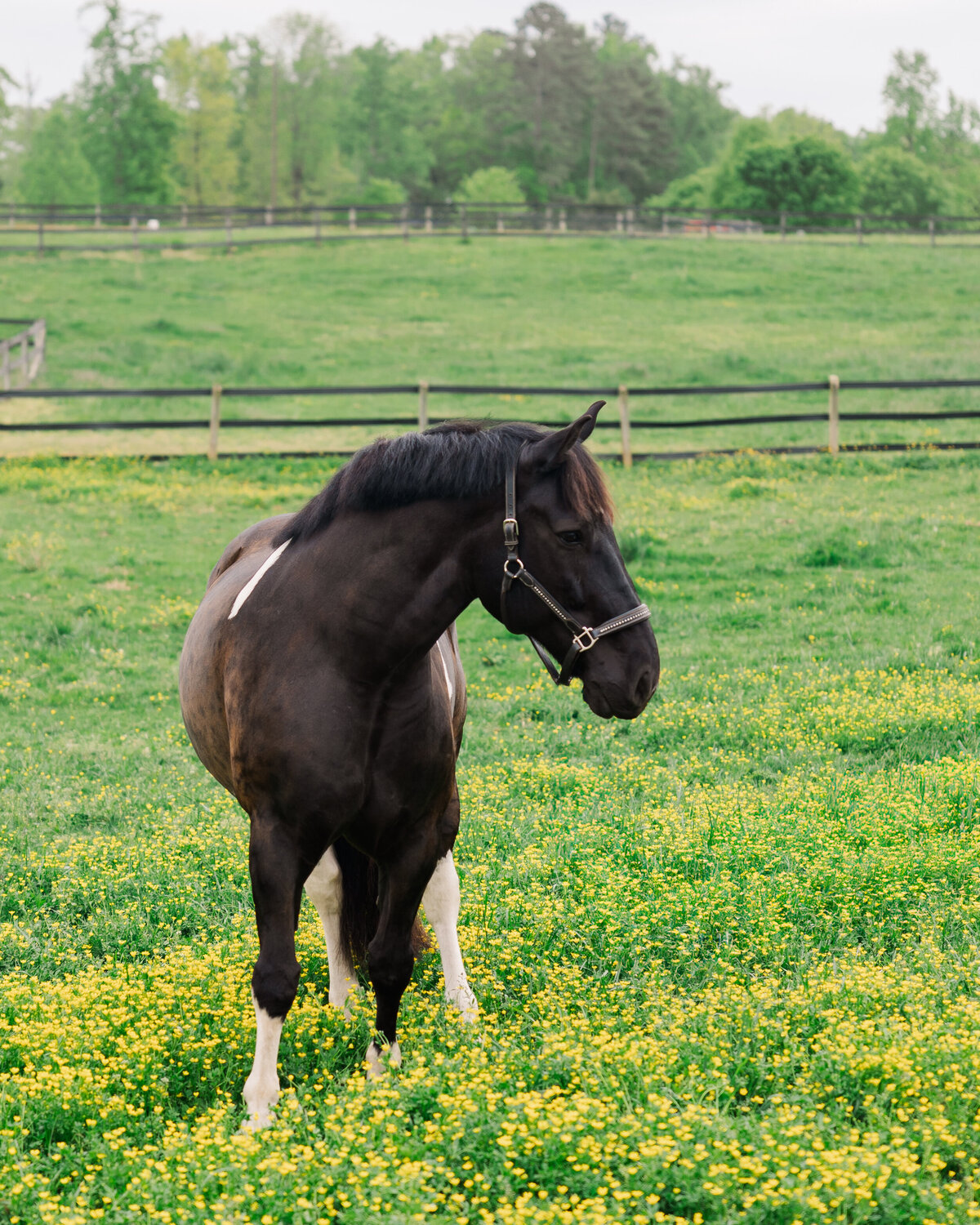 Equine Photographer in Richmond, Virginia