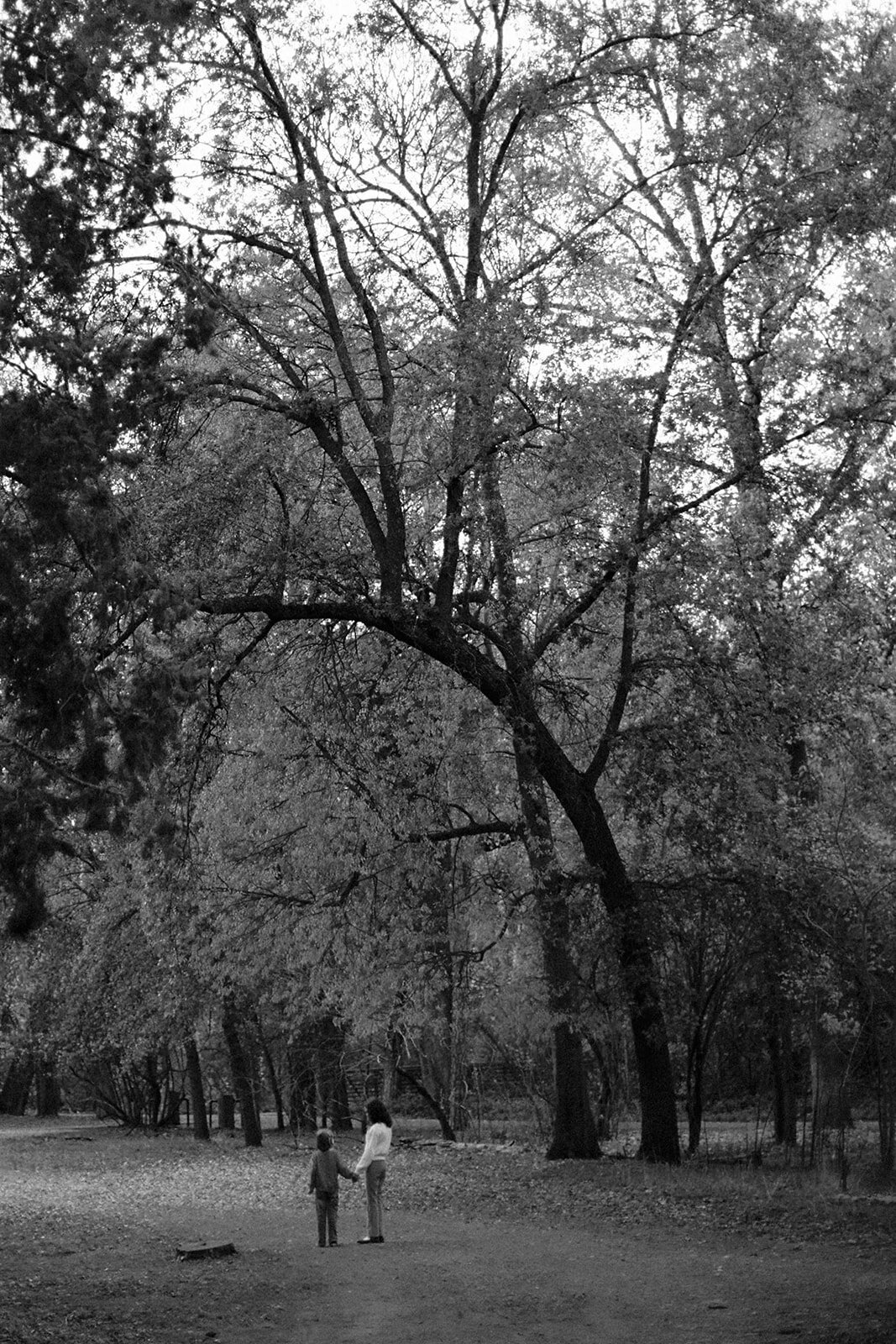 Miller_family_chico_december_2024_danipadgettphoto121217878_websize