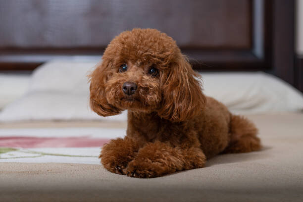 AUSSIEDOODLE
