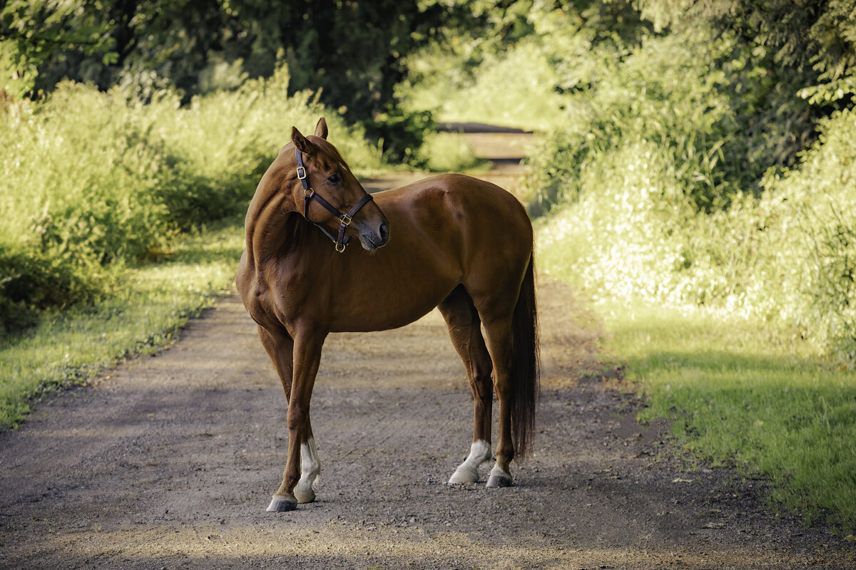 seattle-equine-photographer-7