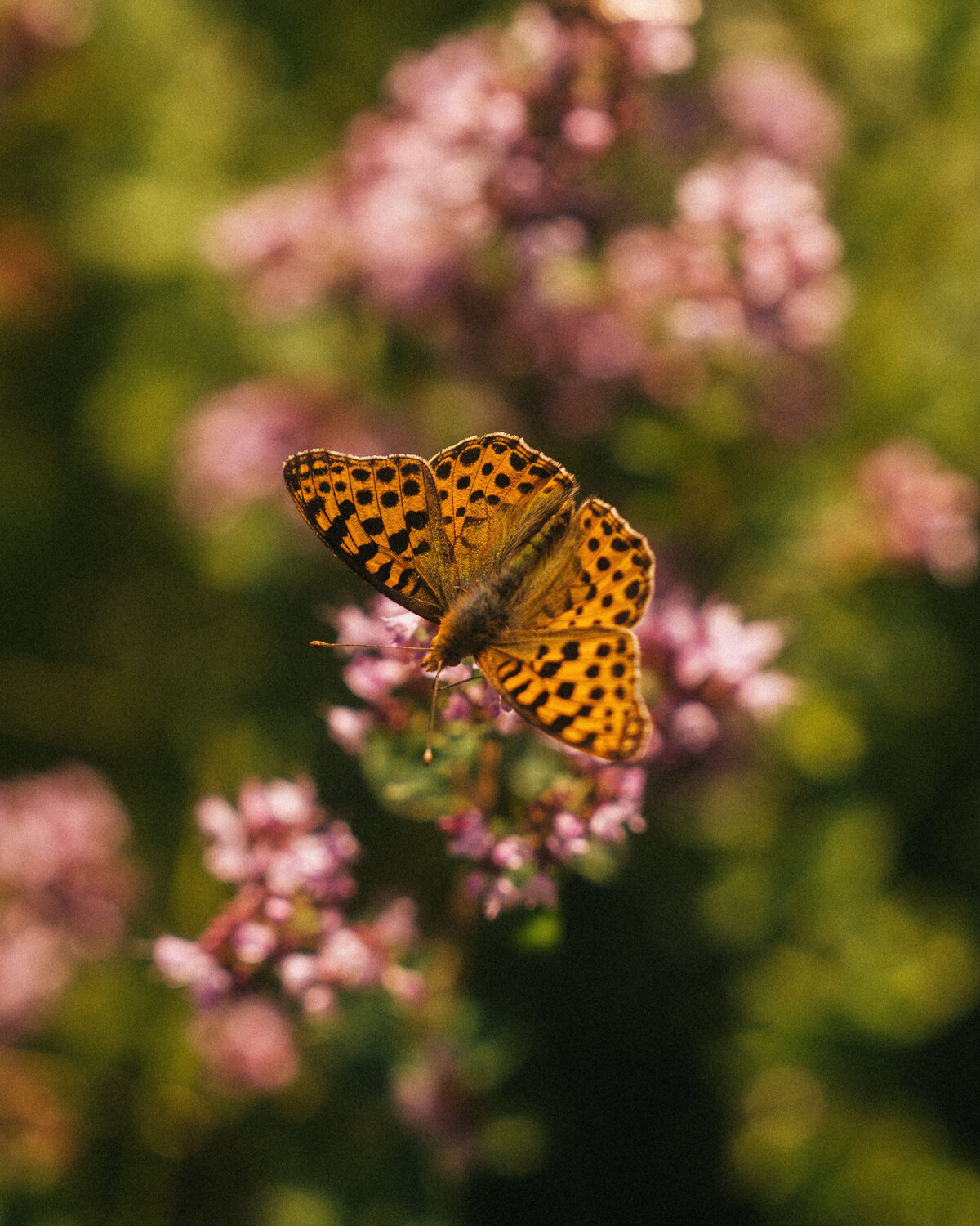 55_butterfly_helloemilie