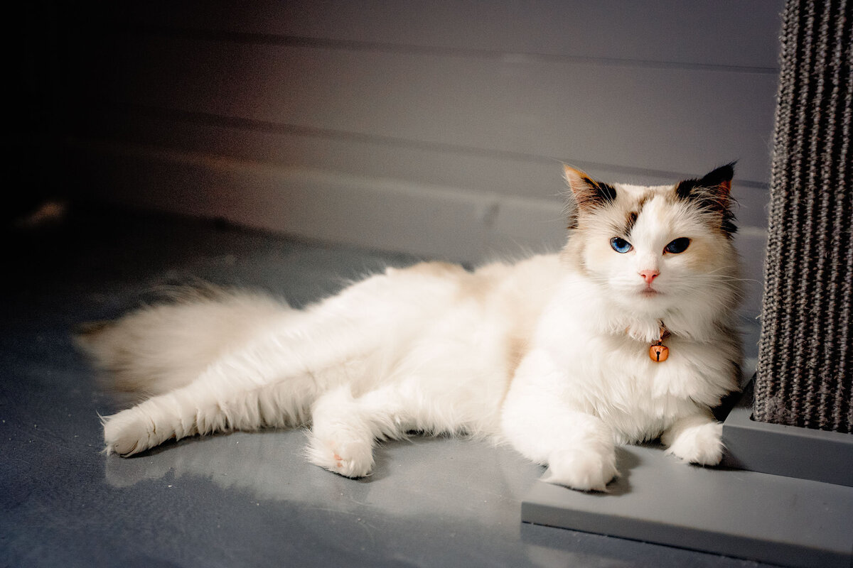 kitty3