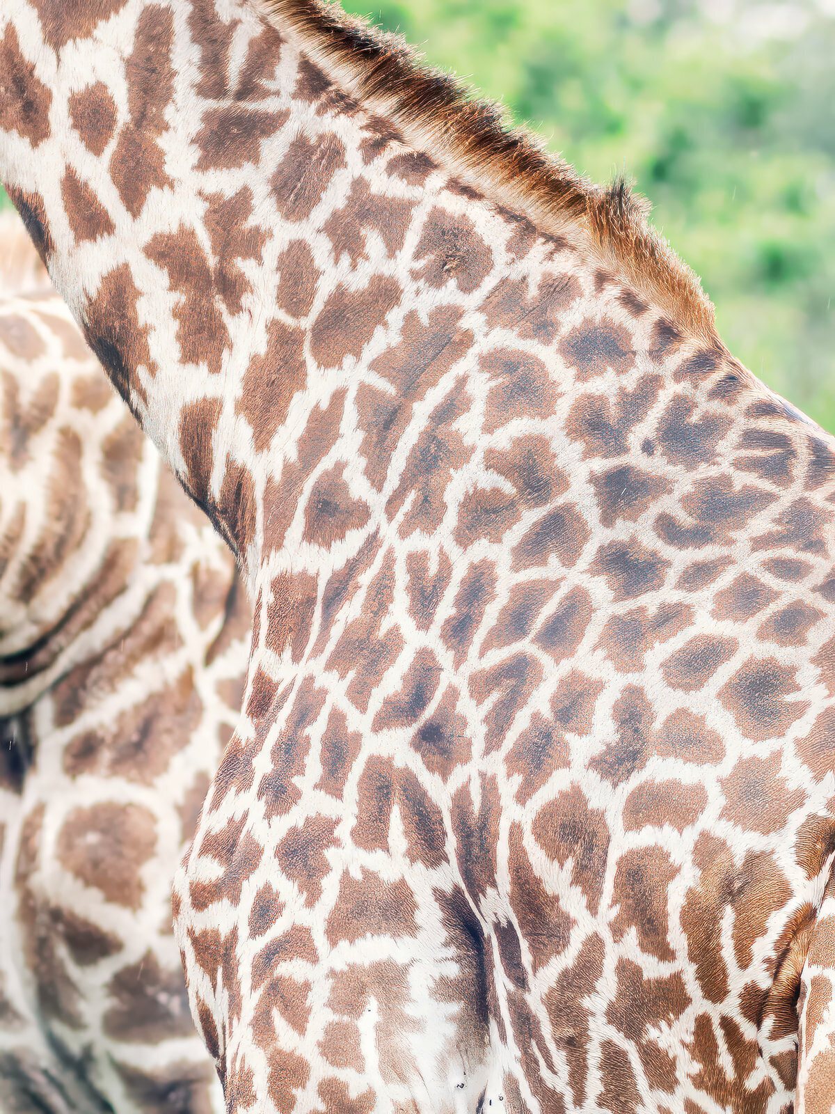 Nairobi-wedding-photographer-portrait-nature-luxury-mariage-diani-kenya-bespoke (1)