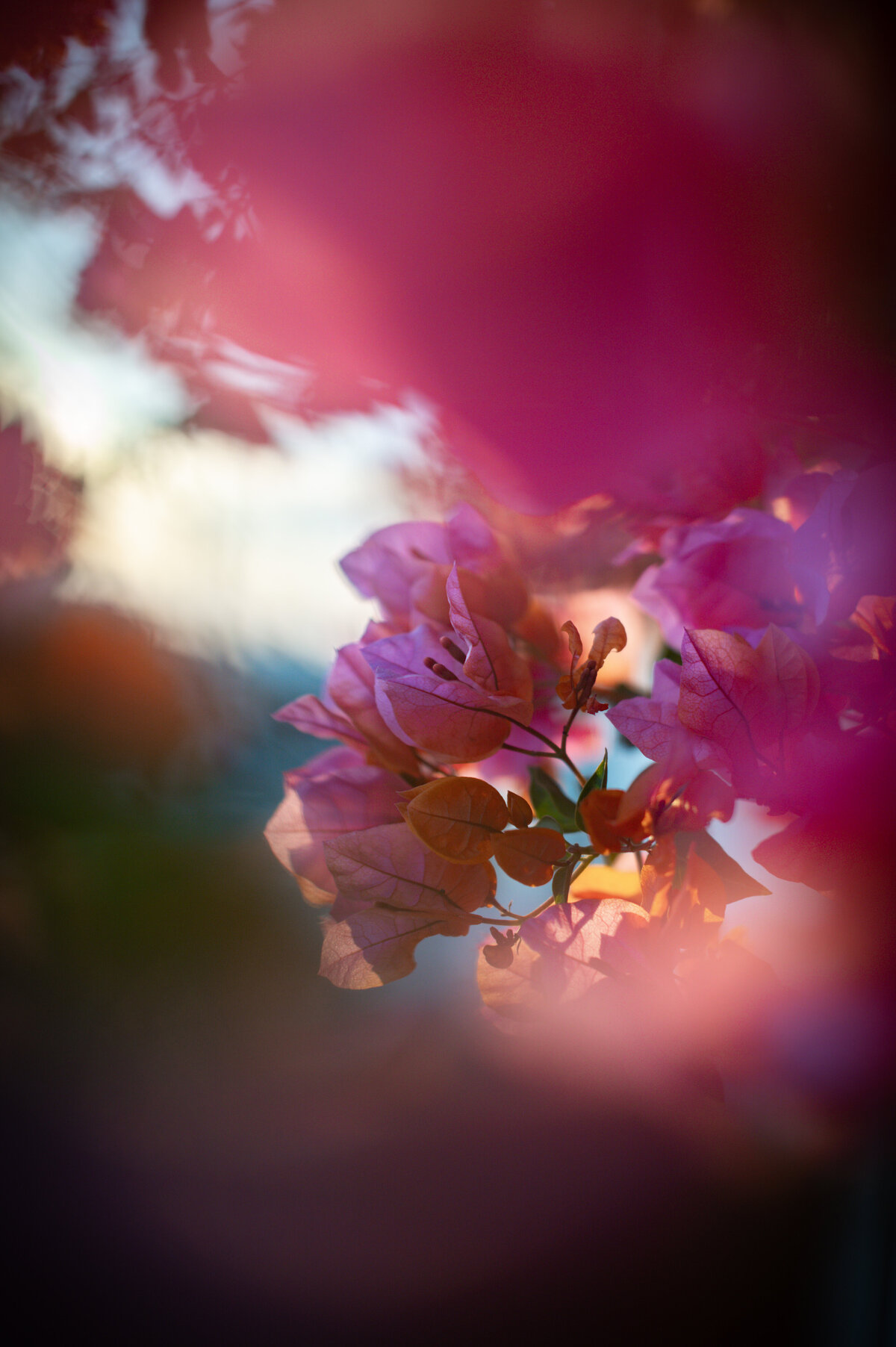 Flower Photography Dreamy
