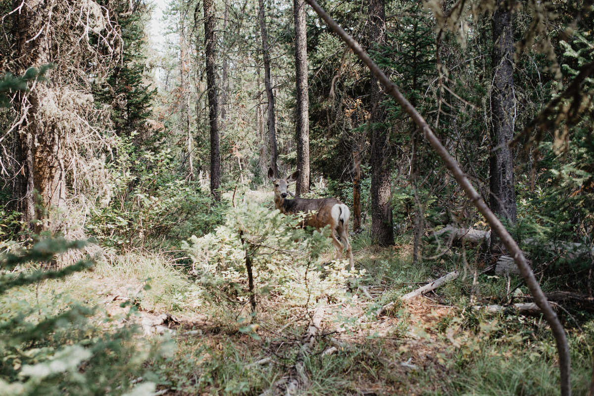 Jackson Hole photographers capture forest area in Grand Teton National Park