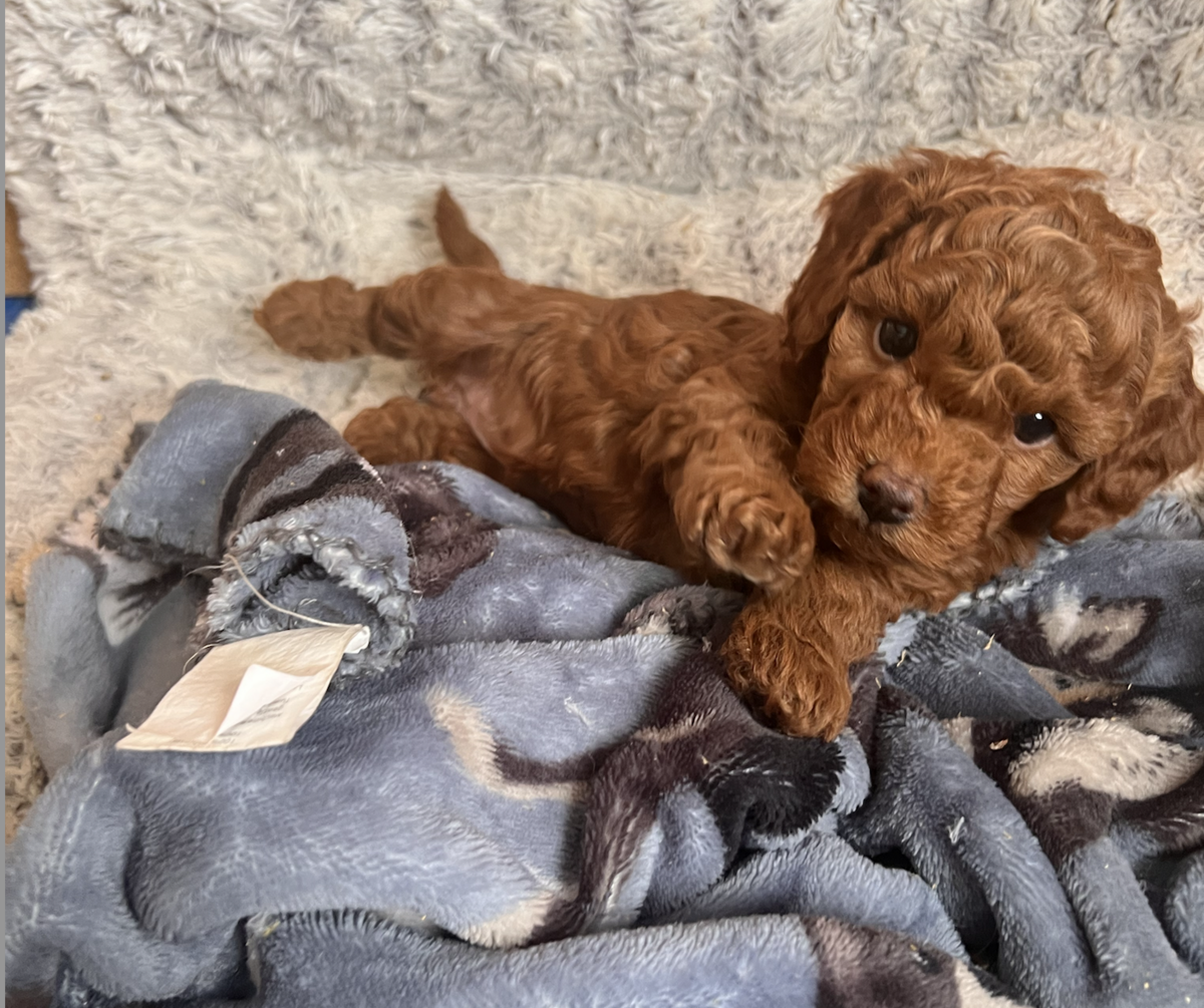 Screenshot 2024-08-27 at 12.27.37 PM