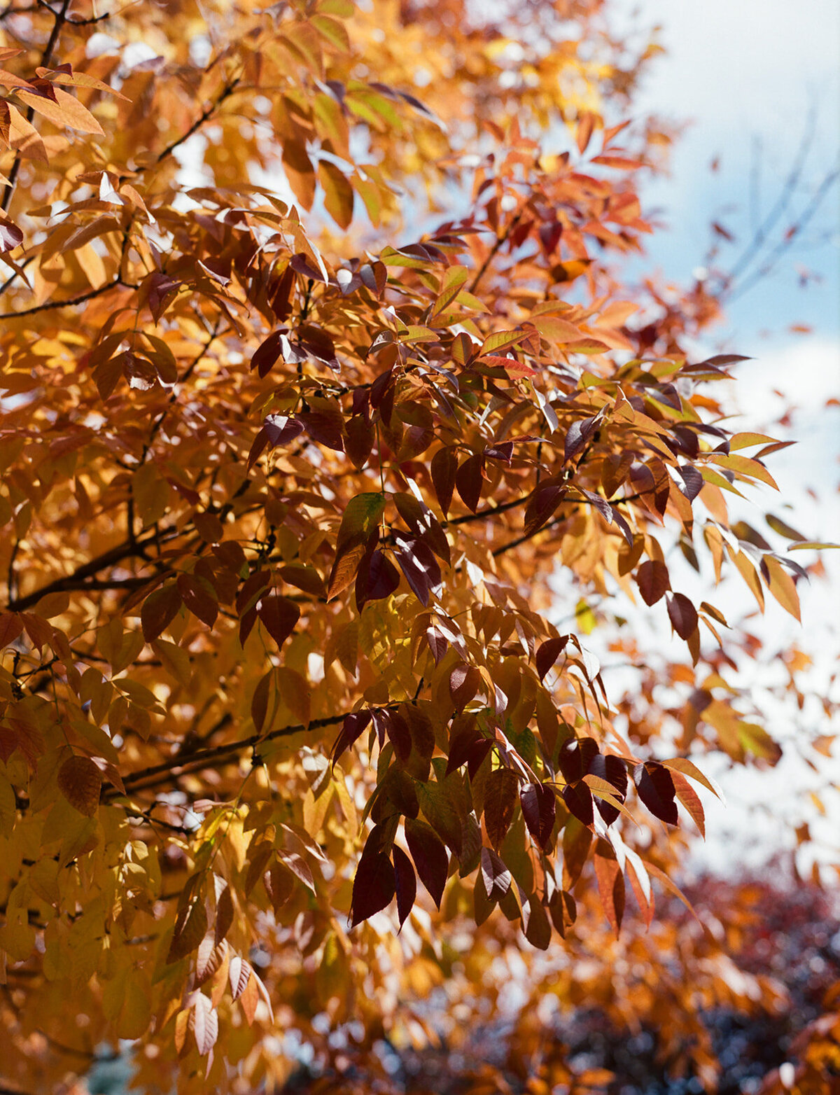 Lauren & Seth_Film Preview-3