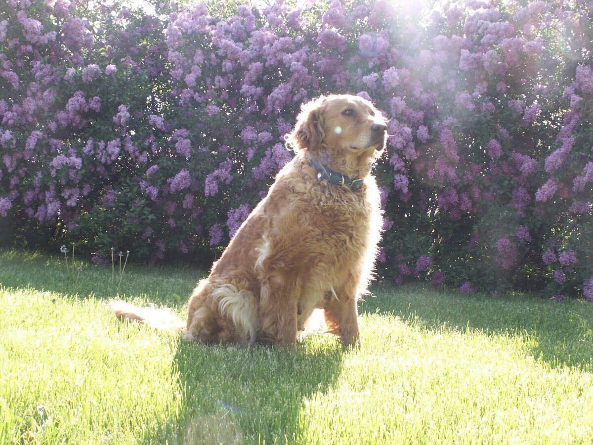 Appelgate-Golden-Retriever-Puppies-Rose-7