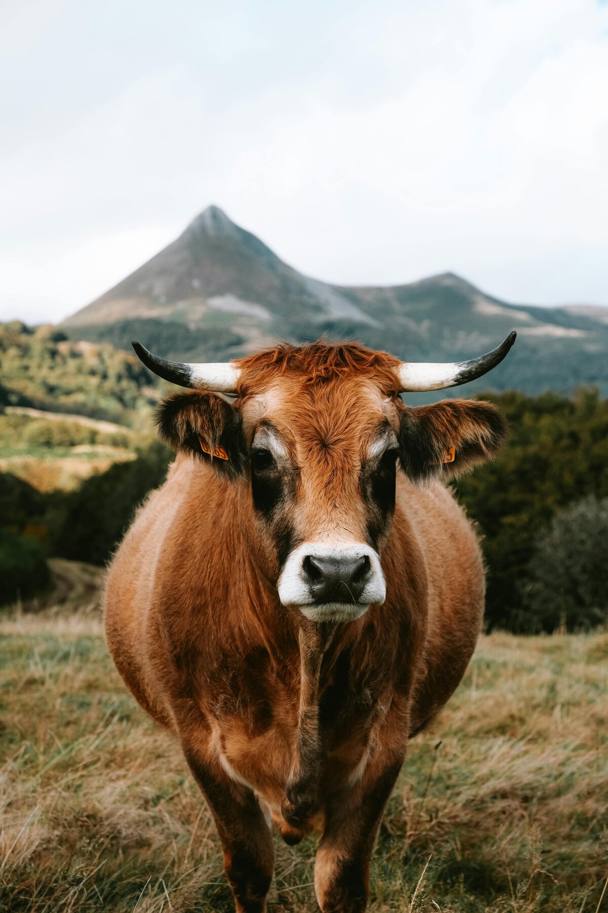 pexels-matreding-18827685
