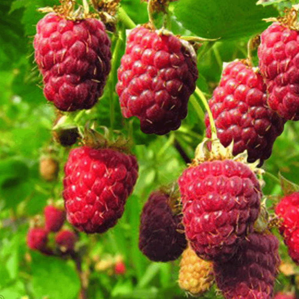 raspberry-rubus-idaeus-malling-promise-9cm-p3867-30448_image