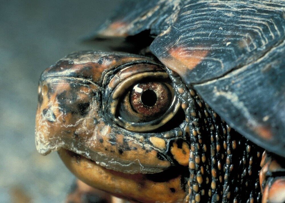 Eastern Box Turtle
