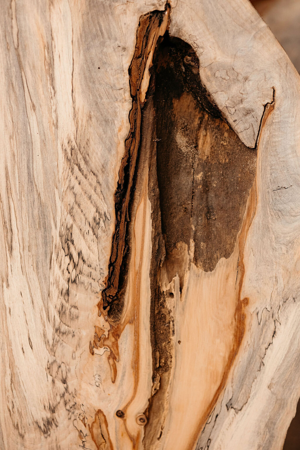 Woodsong-55