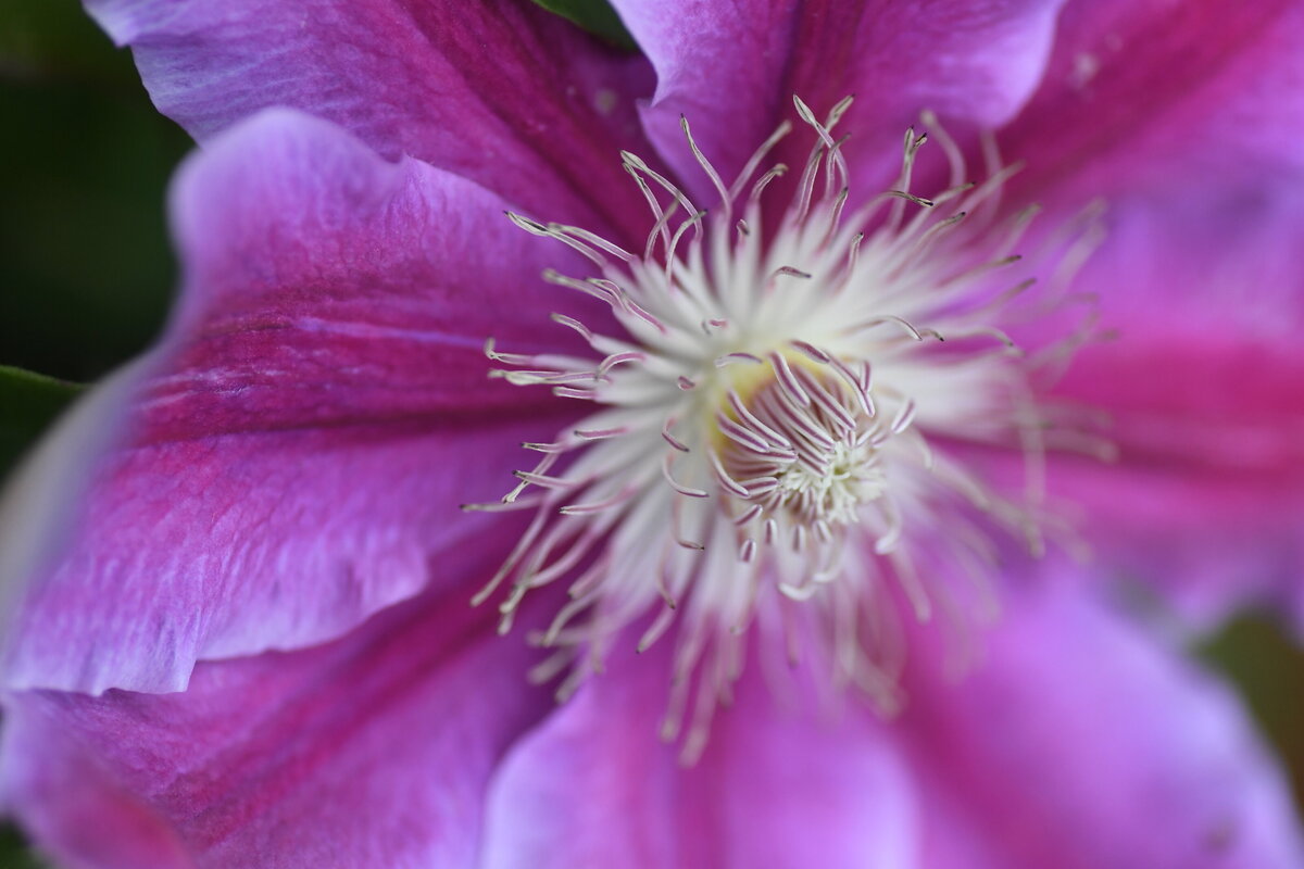 May garden - 152