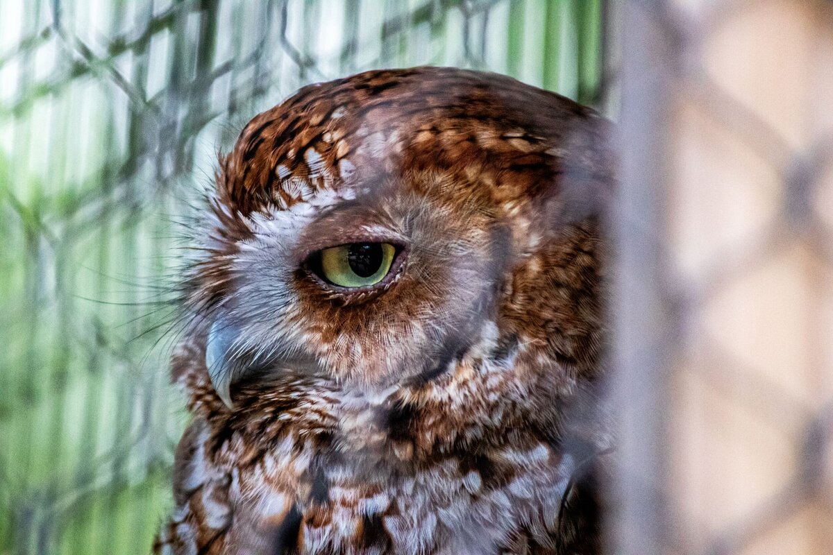 owl-eye-daa83089-2500