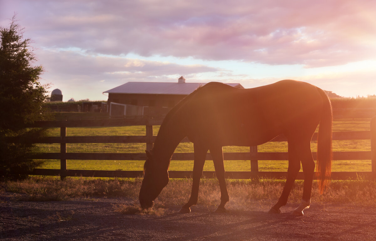 Revelaire Maryland Fine Art Pet Photography Horse 6