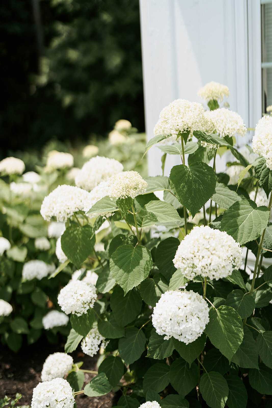 white hydrangeas in full bloom with vibrant green foliage