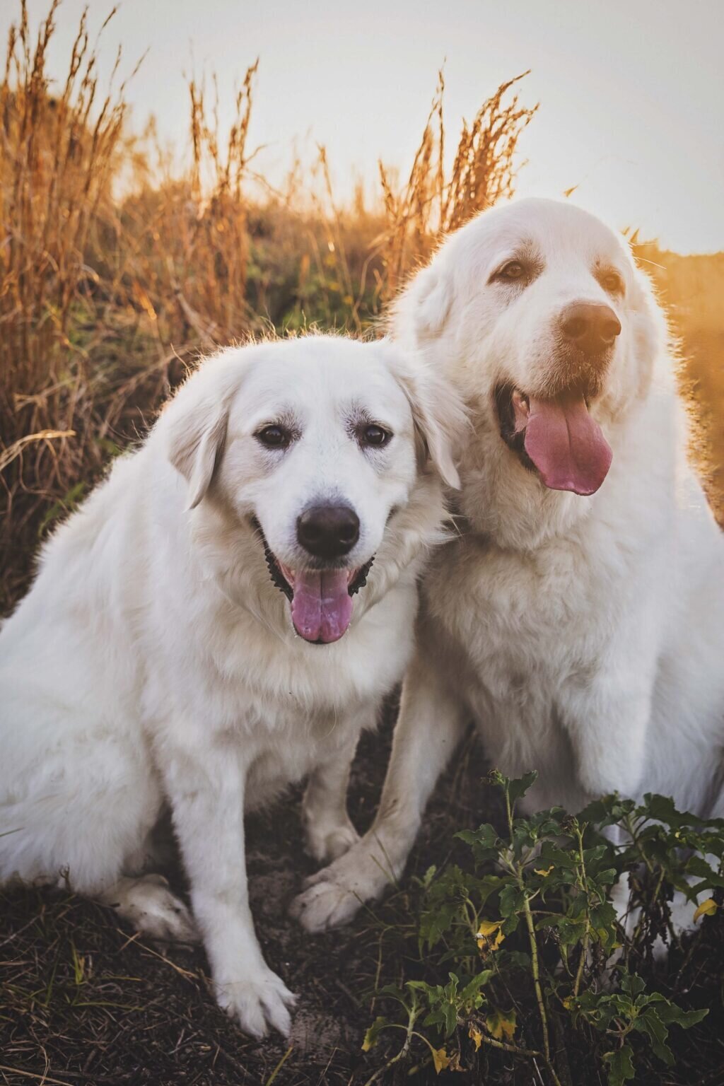 GeorgeCharlieAndFamily_096-1024x1536