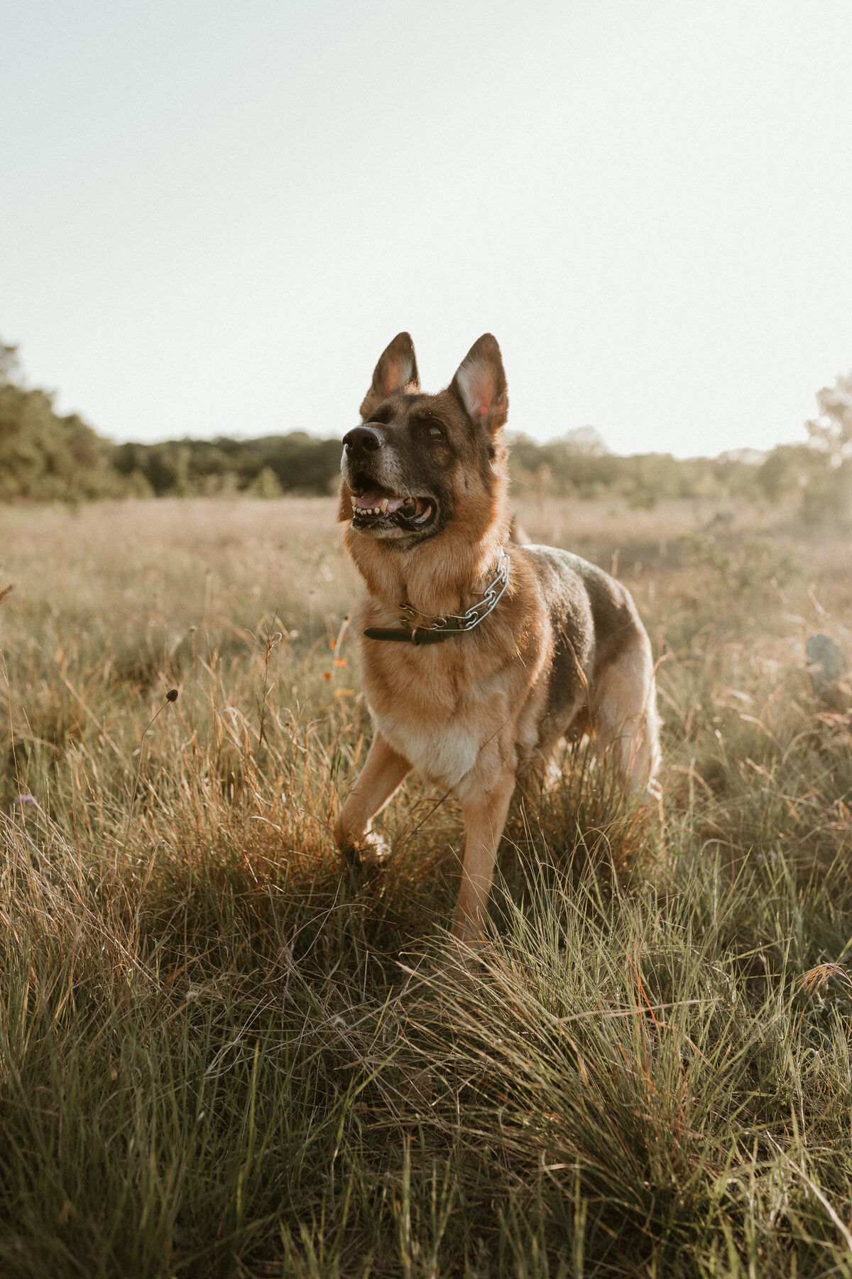 Georgetown Pet Photographer