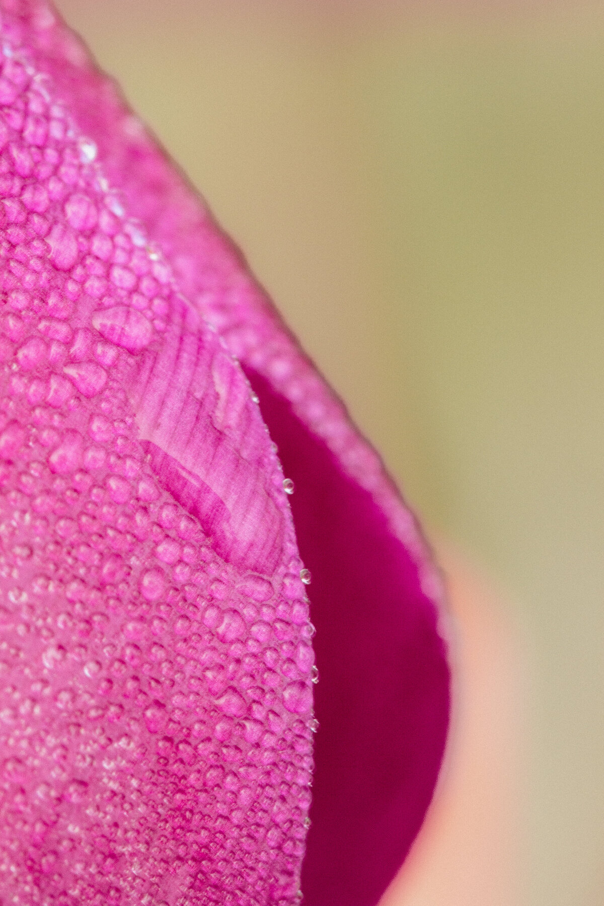 tulip_pink_9775
