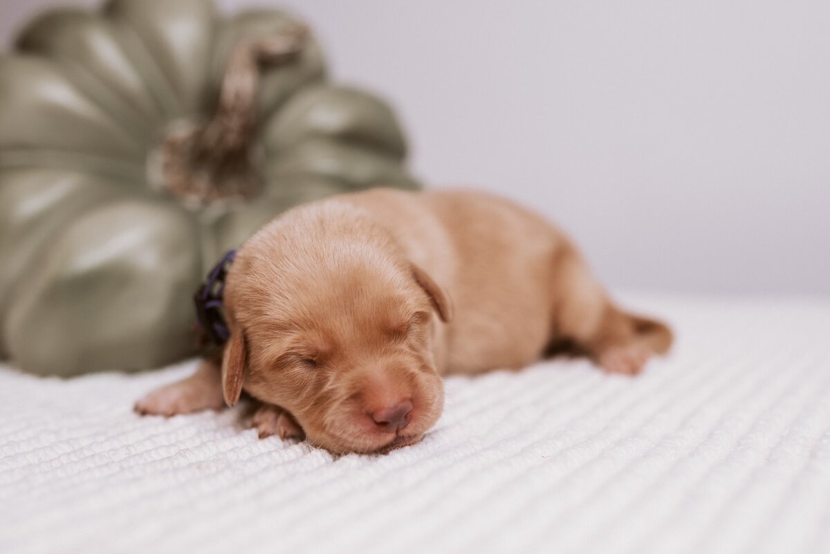 Tennessee-Labrador-Retriever-Puppie-Breeder (4)