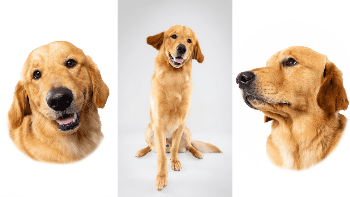 Heirloom Pet Photography - Birmihngha, Alabama Dog Photographer the Beloved Pup Photo Studio 7