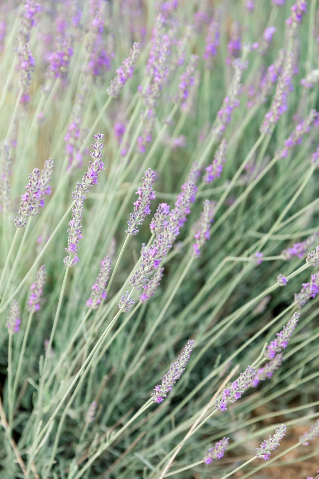 Provence-Destination-Wedding-Lavender-Fields-4