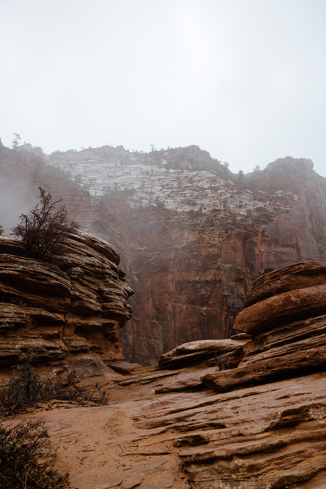 ZionSnowCanyon-dallinhassard-1389