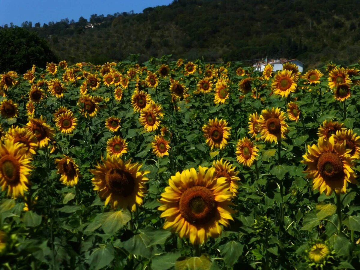 Europe_Castiglione_Della_Pescaia_Sunflowers_04