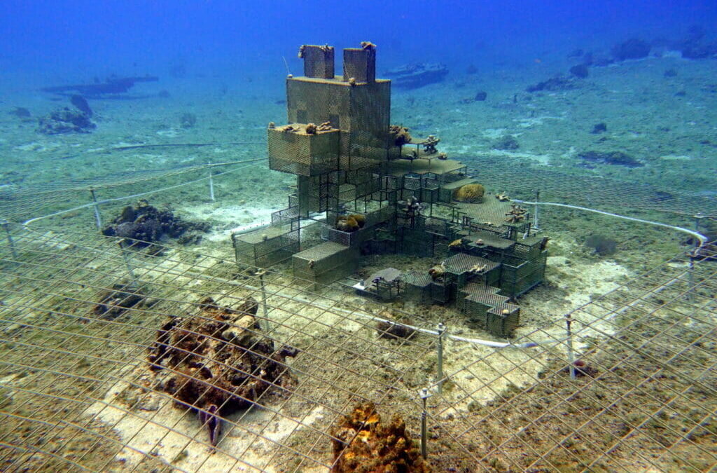 New-Cozumel-Coral-Restoration-Project-1024x675