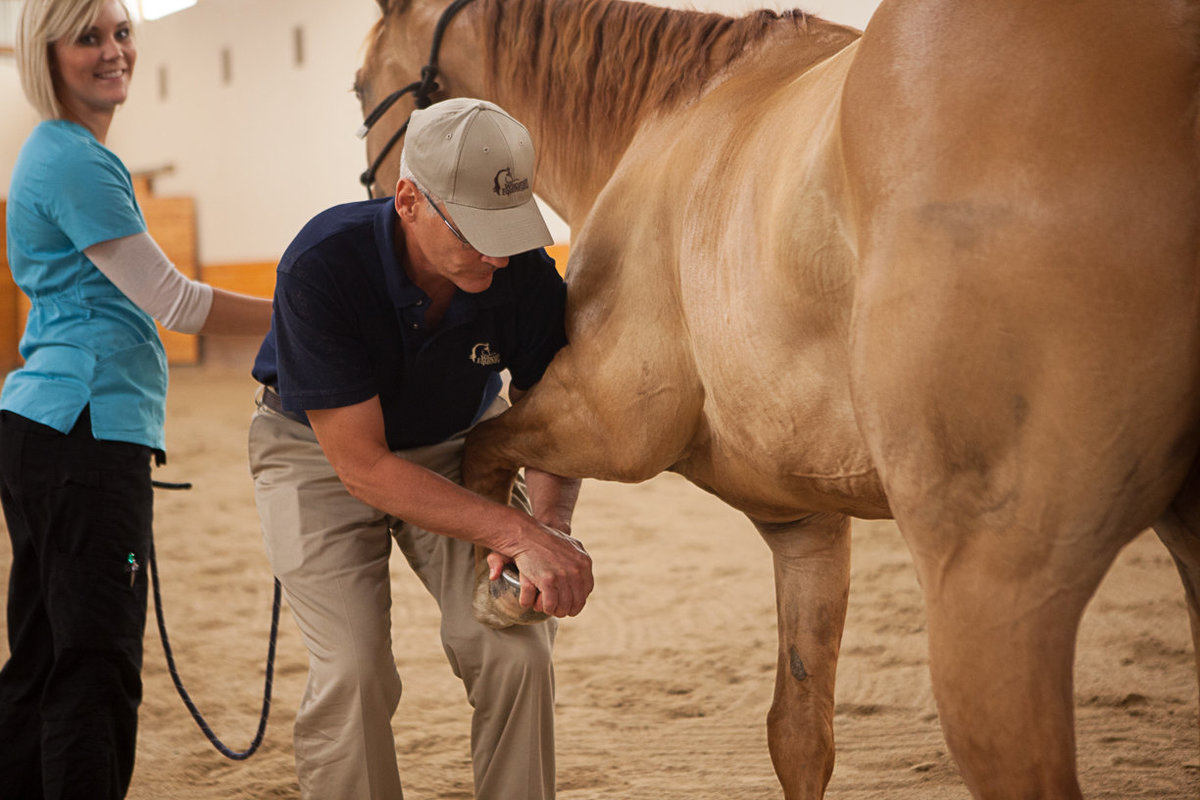 Dr. Langer - performing a lameness exam