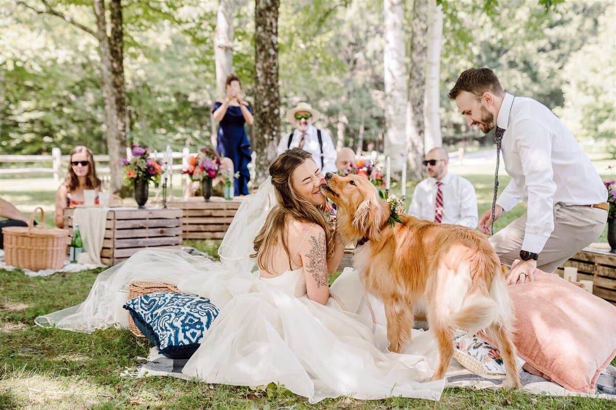 golden retriever licking bride's face during picnic